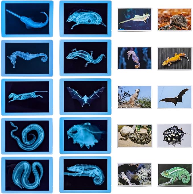 20 Pcs Animal Xrays and Picture Cards - Veterinary Toys & Educational Science Kit for Kids, Explore The Fascinating World of Animal Skeletons
