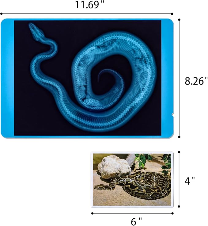 20 Pcs Animal Xrays and Picture Cards - Veterinary Toys & Educational Science Kit for Kids, Explore The Fascinating World of Animal Skeletons