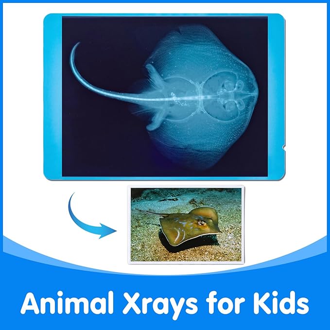 20 Pcs Animal Xrays and Picture Cards - Veterinary Toys & Educational Science Kit for Kids, Explore The Fascinating World of Animal Skeletons