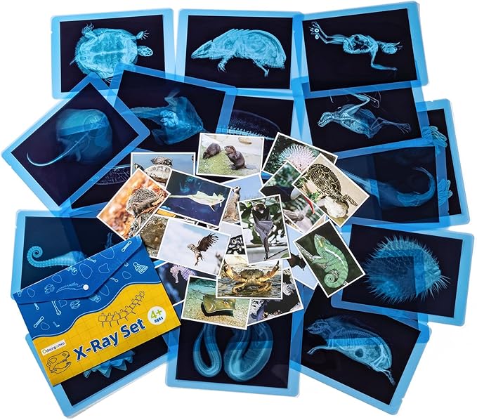 20 Pcs Animal Xrays and Picture Cards - Veterinary Toys & Educational Science Kit for Kids, Explore The Fascinating World of Animal Skeletons