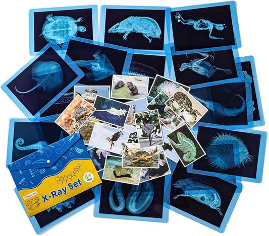 20 Pcs Animal Xrays and Picture Cards - Veterinary Toys & Educational Science Kit for Kids, Explore The Fascinating World of Animal Skeletons