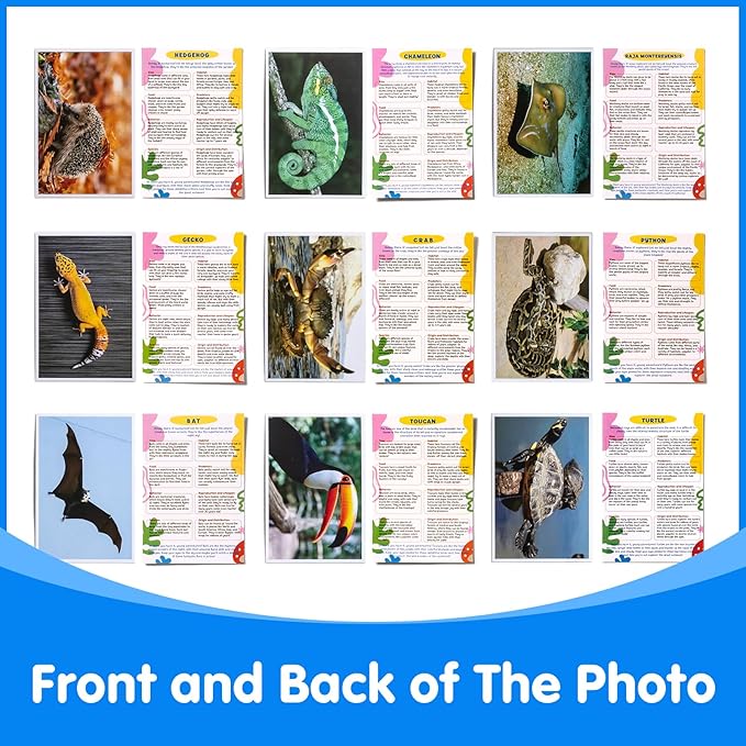 20 Pcs Animal Xrays and Picture Cards - Veterinary Toys & Educational Science Kit for Kids, Explore The Fascinating World of Animal Skeletons